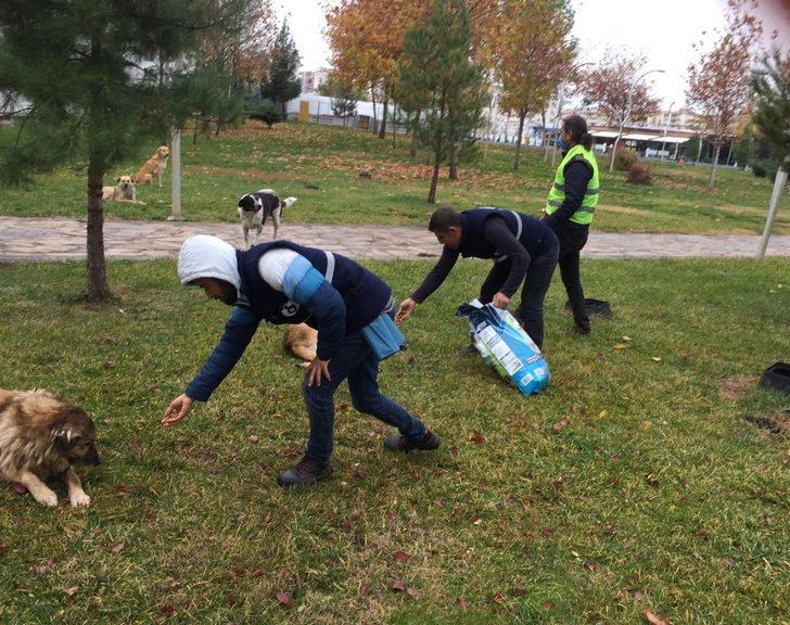 Bağlar Belediyesi sokak hayvanlarını unutmadı G1