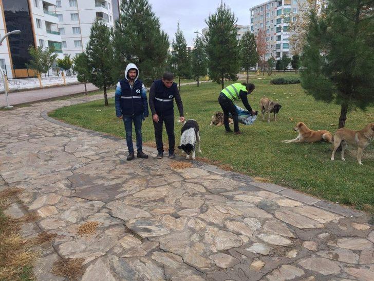 Bağlar Belediyesi sokak hayvanlarını unutmadı G2