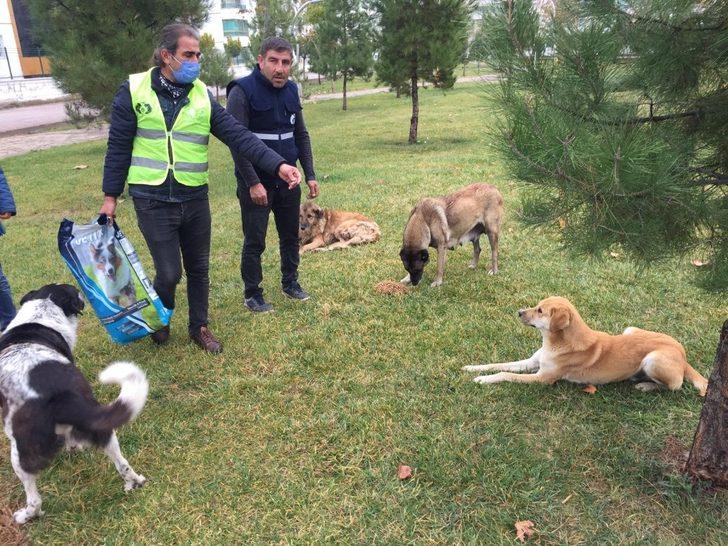 Bağlar Belediyesi sokak hayvanlarını unutmadı G4