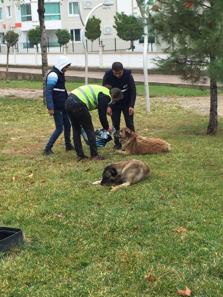 Bağlar Belediyesi sokak hayvanlarını unutmadı G5