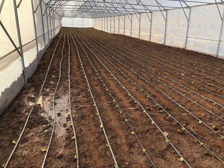 Kula’da seralar kuruldu, üretim başladı G2