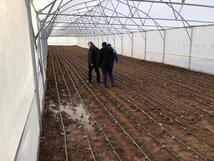 Kula’da seralar kuruldu, üretim başladı G3