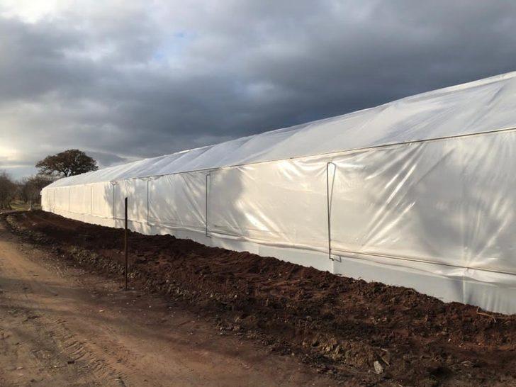 Kula’da seralar kuruldu, üretim başladı G4