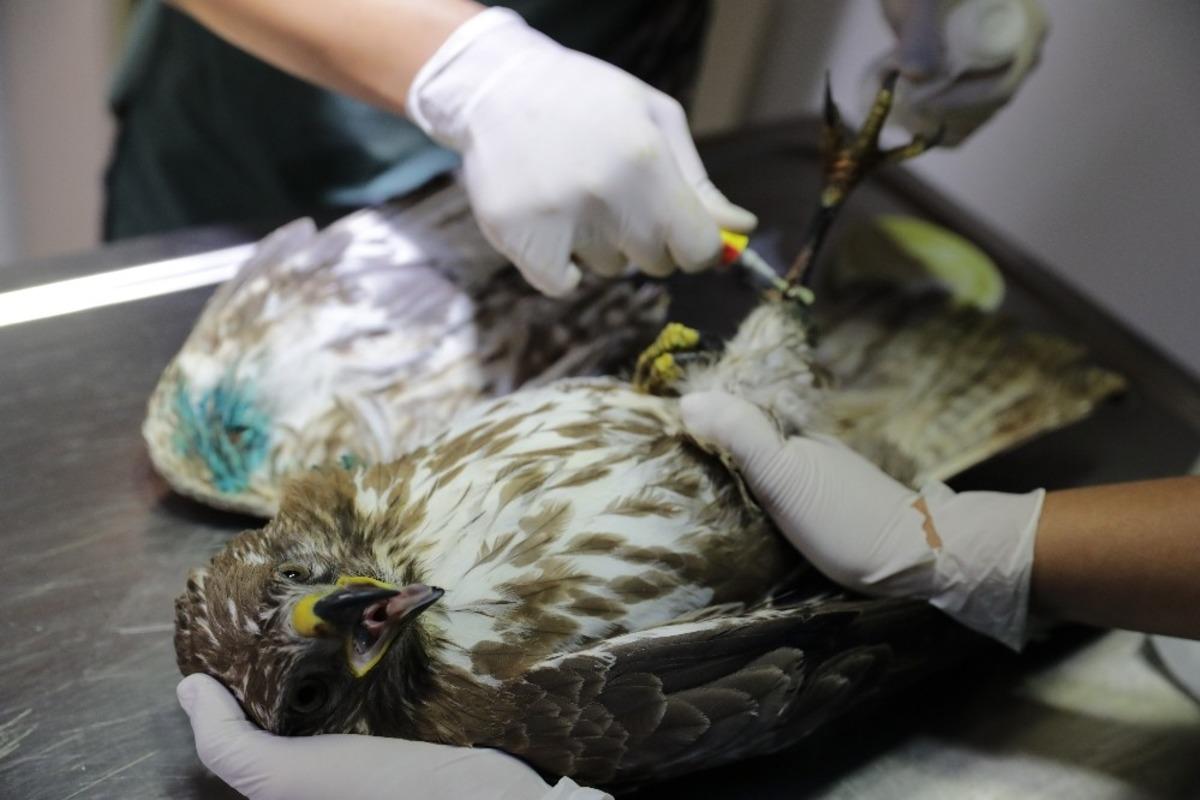 Yaralı yaban hayvanlarını tedavi edilip doğaya bırakiliyor