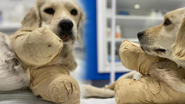 Patileri kesik halde bulunmuştu! Pamuk'u sahiplendirmek için harekete geçtiler