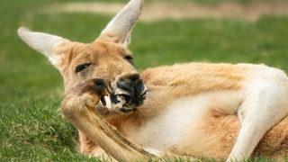 Araştırma: Kangurular insanlarla iletişim kurabilir