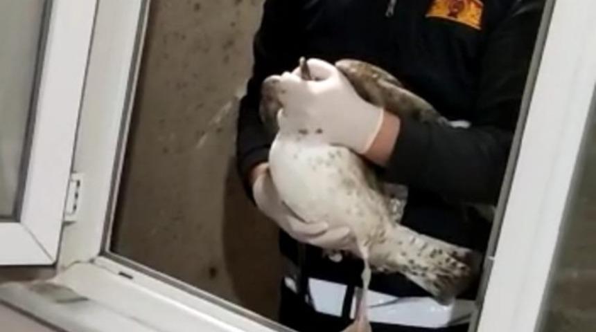 Havalandırma boşluğuna d&uuml;şen martı kurtarıldı