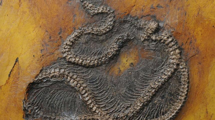 D&uuml;nyanın en eski piton yılanının kalıntıları keşfedildi