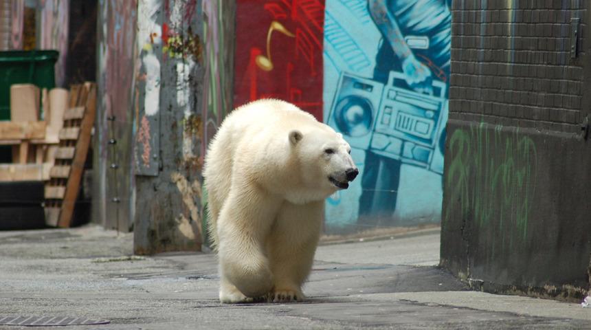 &Ccedil;ukotka'da 30'dan fazla ayı k&ouml;y&uuml; istila etti