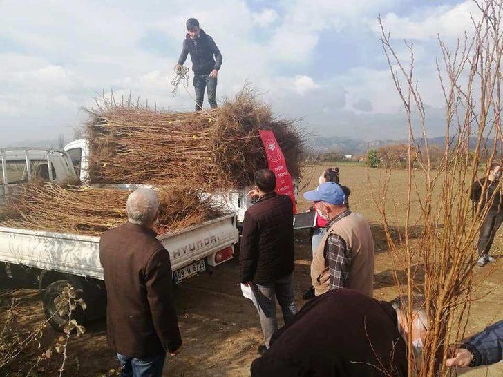 Aydın’da 21 bin 700 adet erkenci kayısı fidanı dağıtıldı G2