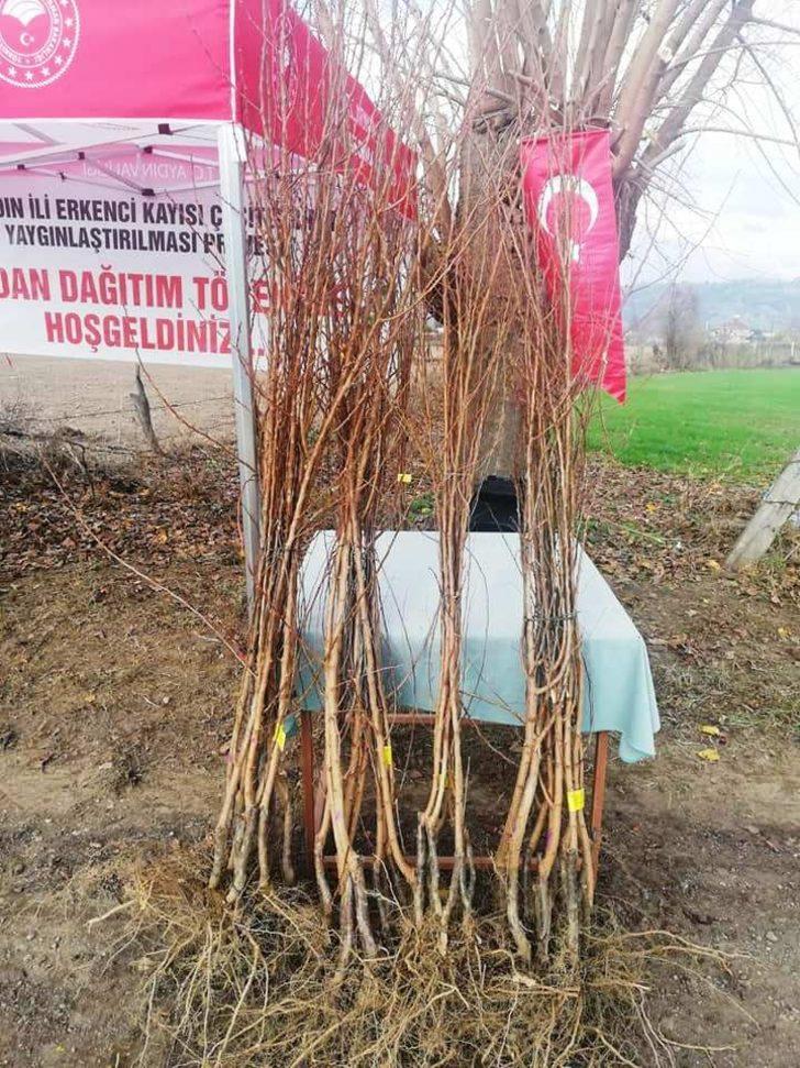 Aydın’da 21 bin 700 adet erkenci kayısı fidanı dağıtıldı G5