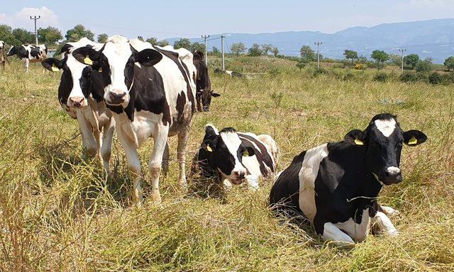 ÖRKOOP Başkanı Önal; “Süte 50 kuruş zam geldi, ama yemciler duymasın”