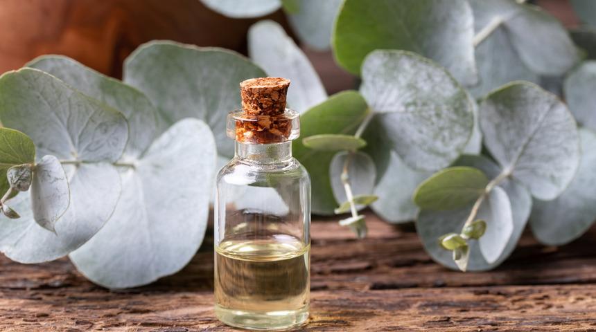 Okaliptus yağı mucizesi! Maskenize bir damla damlatırsanız...