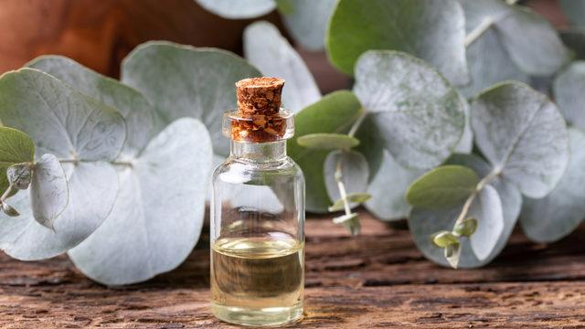 Okaliptus yağı mucizesi! Maskenize bir damla damlatırsanız...