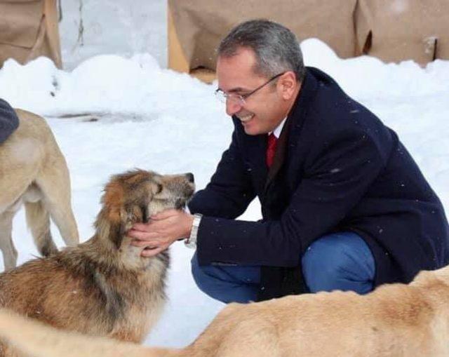 Tosya Kaymakamlığı, sokak hayvanları için yardım kampanyası başlattı