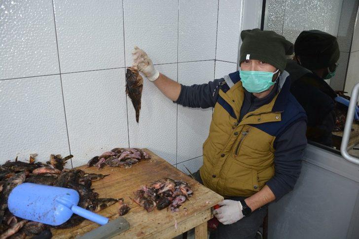 Dışı zehirli içi lezzet deposu G3