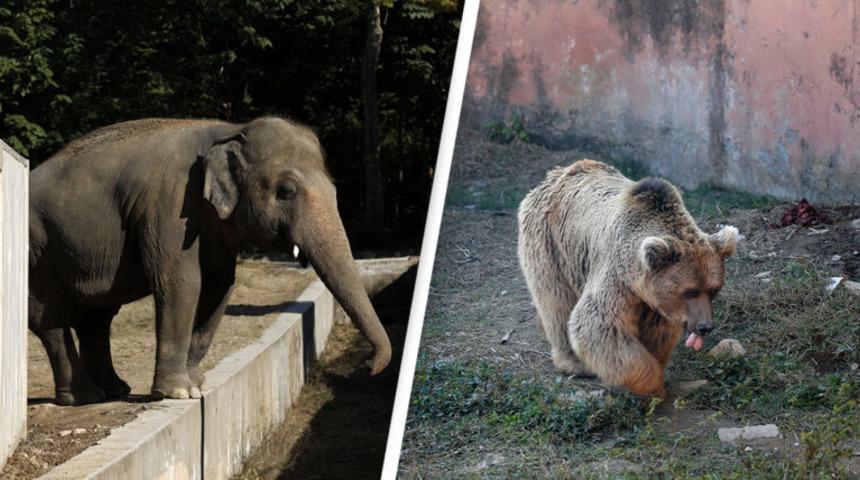 Son 2 hayvan dünyanın en kötü hayvanat bahçesinden kurtarıldı!