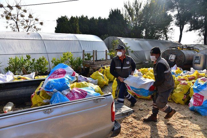 Budanan ağaçlar ihtiyaç sahiplerine yakacak oluyor G4