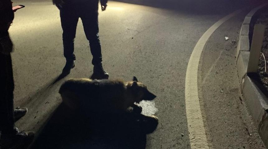 Gece korona denetimine çıkan kaymakam yaralı köpeğin imdadına yetişti