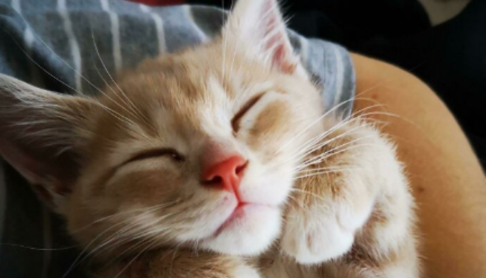 ‘Böyle uyku mu olur’ dedirten 20 evcil hayvan pozu! Evcil hayvanların içinizi ısıtıcak sımsıcak uyku görüntüleri!