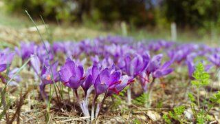 Safran yetiştiriciliği nasıl yapılır, karlı mı, devlet teşviki var mı? Safran nasıl yetiştirilir?