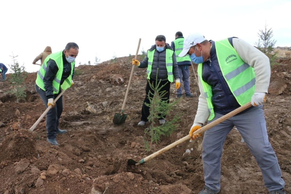 Erciş Belediyesi orman &ccedil;alışmalarını s&uuml;rd&uuml;r&uuml;yor