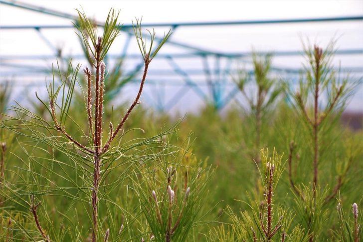 Elazığ Orman Bölge Müdürü Çetiner, yıl boyunca yaptıkları çalışmaları anlattı G2