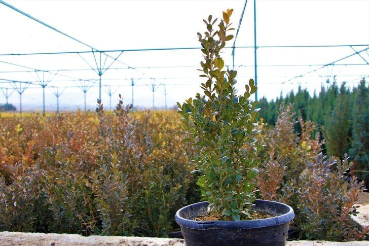 Elazığ Orman Bölge Müdürü Çetiner, yıl boyunca yaptıkları çalışmaları anlattı G3
