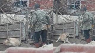 Köpeği sopayla döverken görüntülendi: 947 lira para cezası kesildi