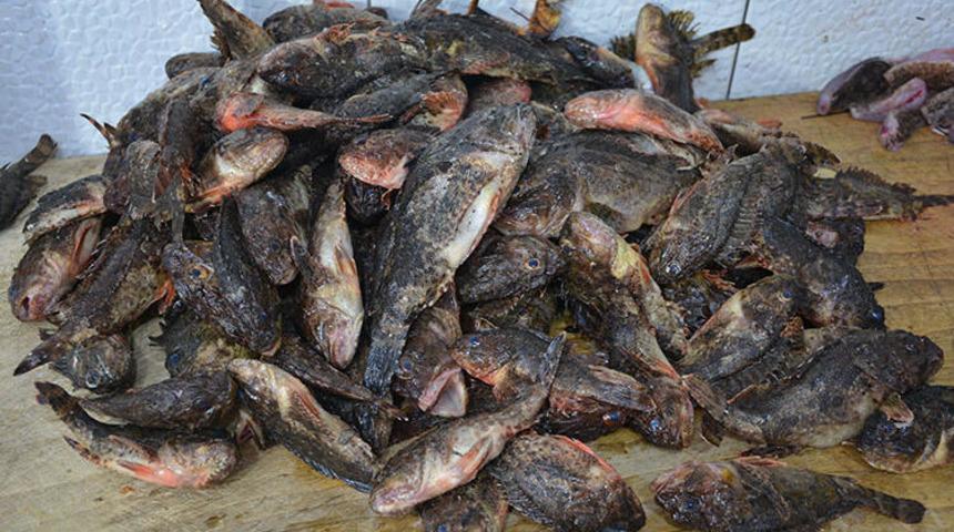 Ellemeye bile korkuyorlar! Dışı zehir, içi lezzet dolu