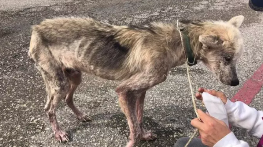 İntikam uğruna ölüme terk edilen Husky'nin inanılmaz dönüşümü!