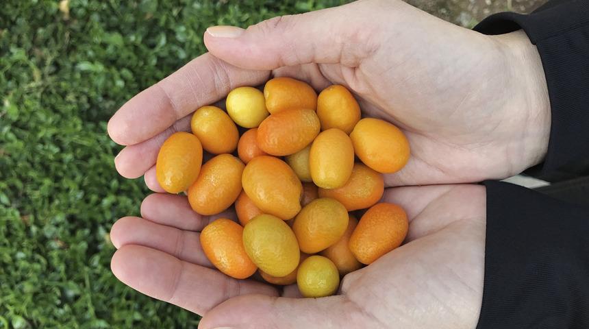 Altın portakal diyorlar! Gripten akciğer kanserine kadar kalkan oluyor