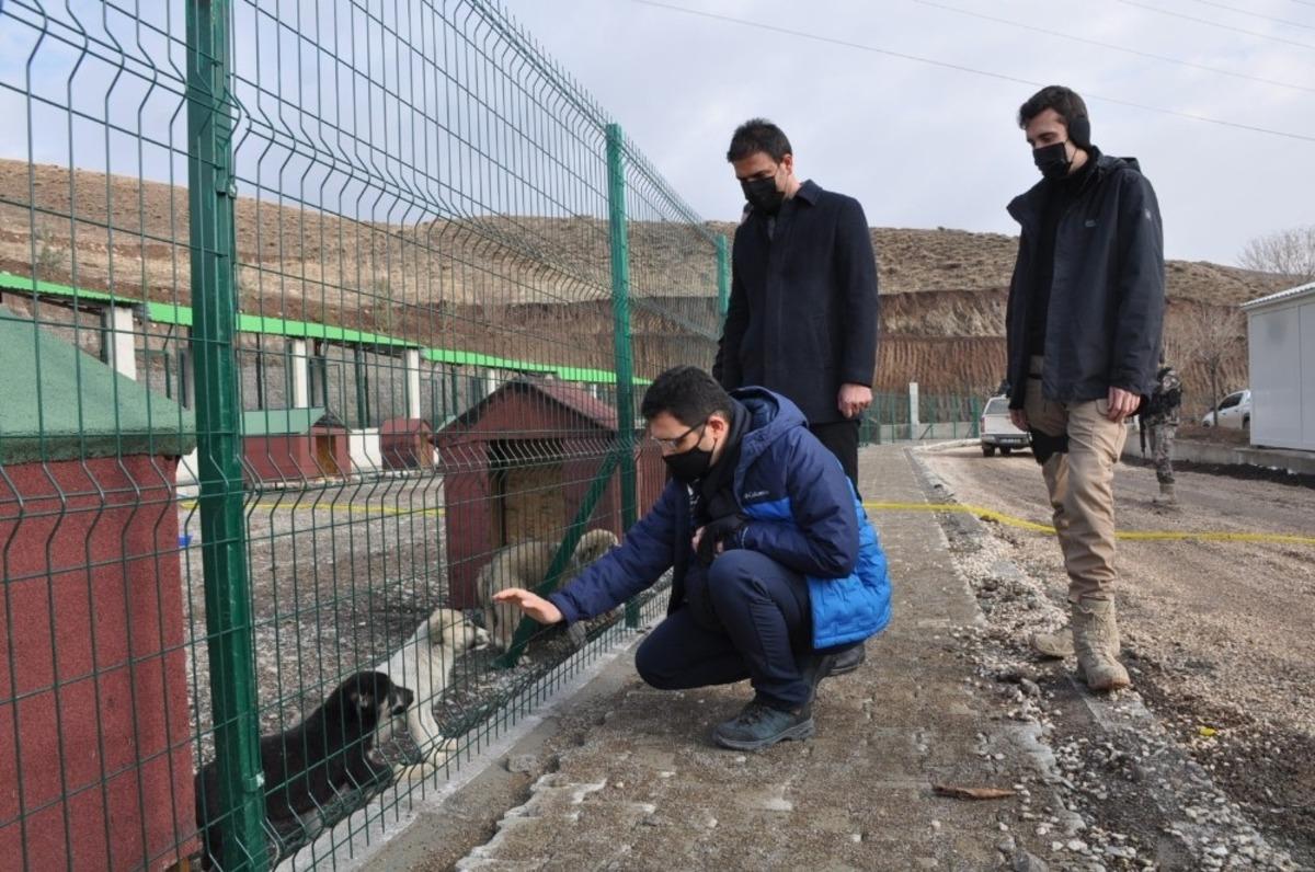 Y&uuml;ksekova&rsquo;da sokak hayvanları yeni evlerine kavuştu