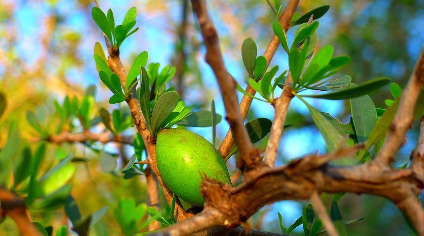 Argan yağının saça faydaları nedir? Argan yağı nasıl kullanılır?