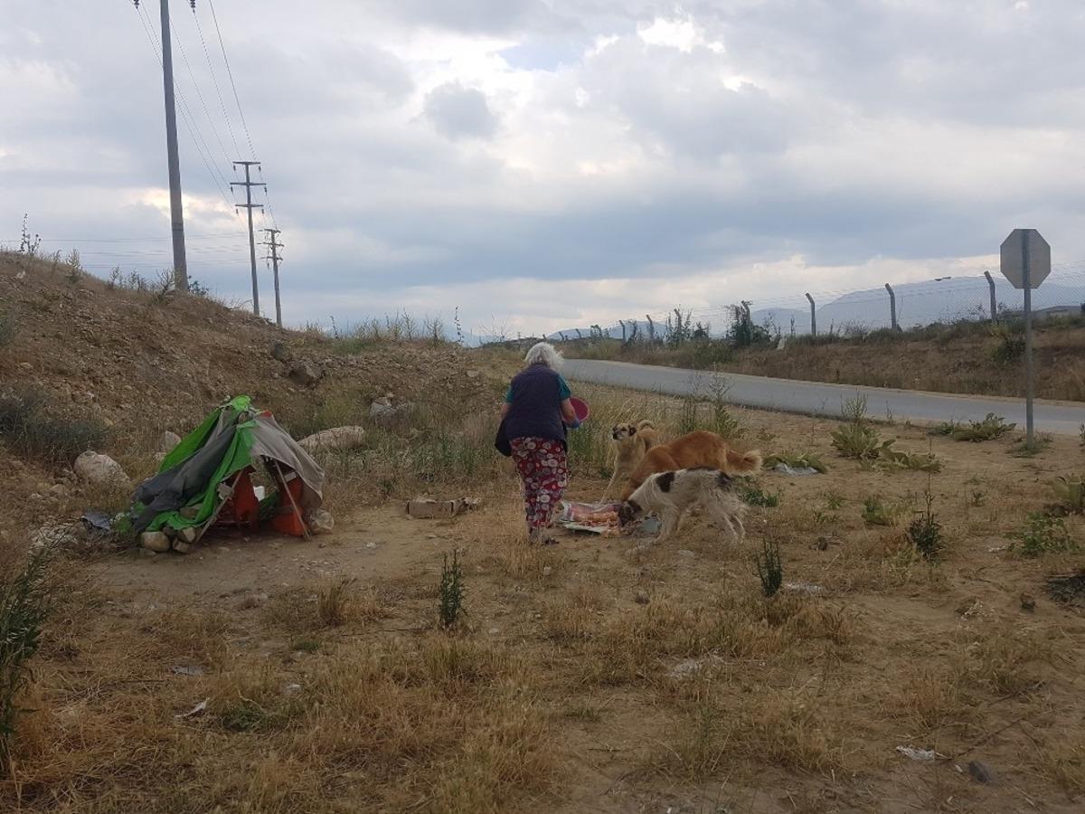 Sokak hayvanları pandemide mağdur oluyor