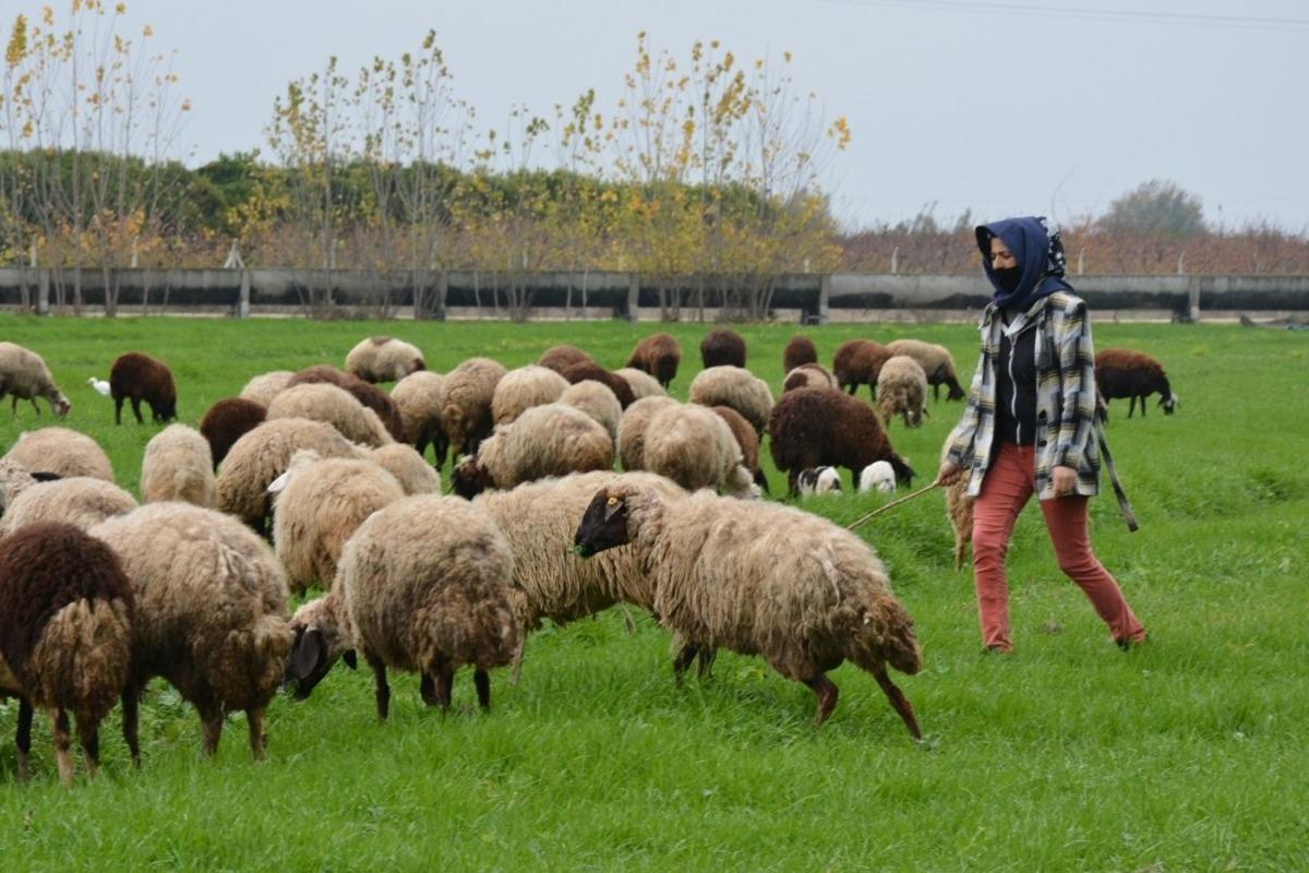 Tohumlar yeşerdi, hayvanlar otlamaya başladı