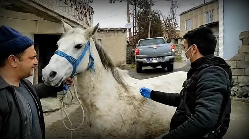 Tek tırnaklı hayvanlara mikro&ccedil;iple takip