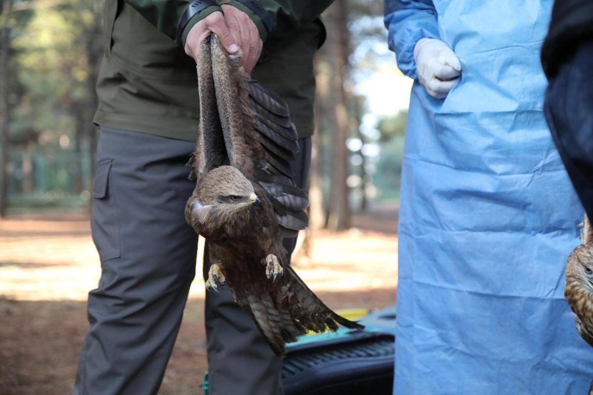 Tedavisi tamamlanan yaralı kuşlar doğaya bırakıldı