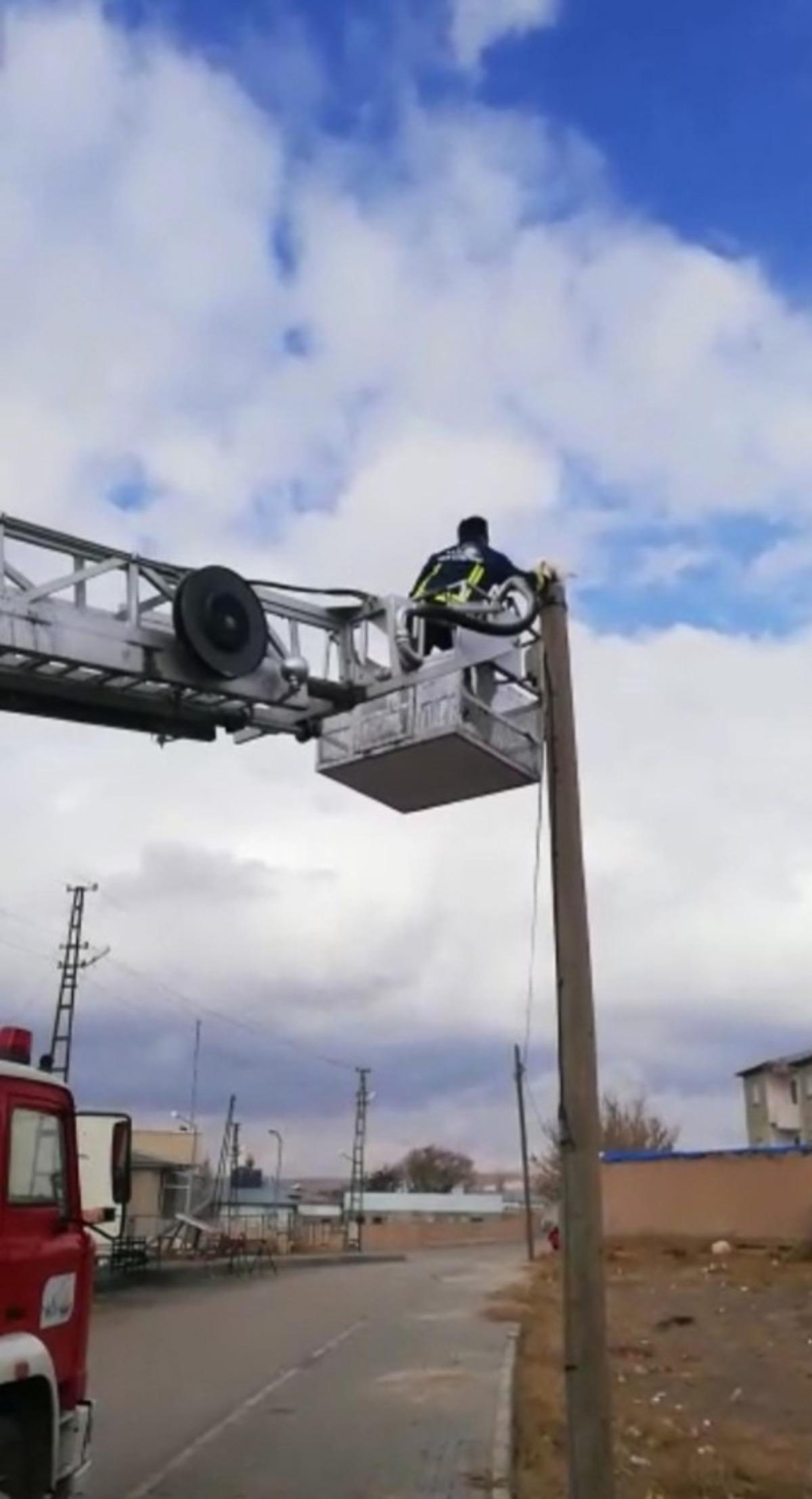 Telefon direğinde mahsur kalan kediyi itfaiye kurtardı