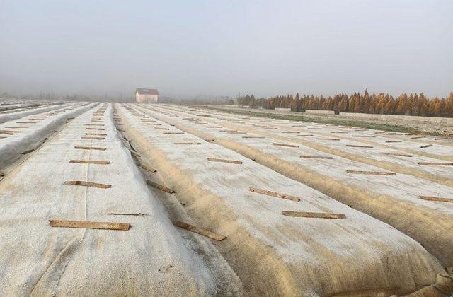 Bolu’da Türk Fındığı tohumu ekimleri devam ediyor