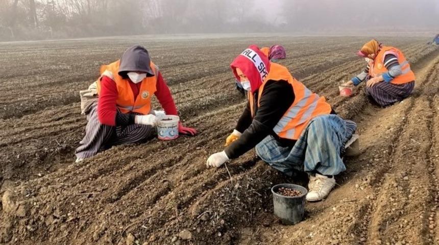 Bolu&rsquo;da T&uuml;rk Fındığı tohumu ekimleri devam ediyor