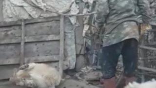 Köpeğini sopayla dövdü, 'Onu çok seviyorum, beni ondan ayırmayın' dedi