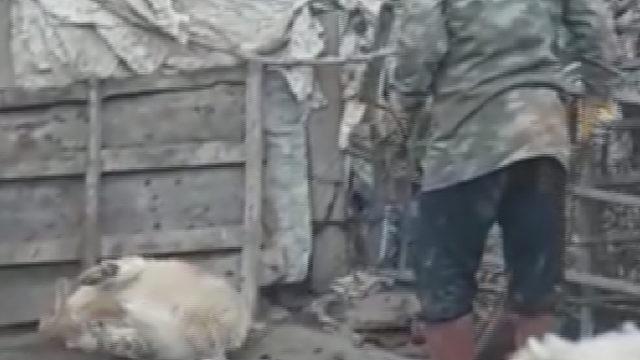 Köpeğini sopayla dövdü, 'Onu çok seviyorum, beni ondan ayırmayın' dedi