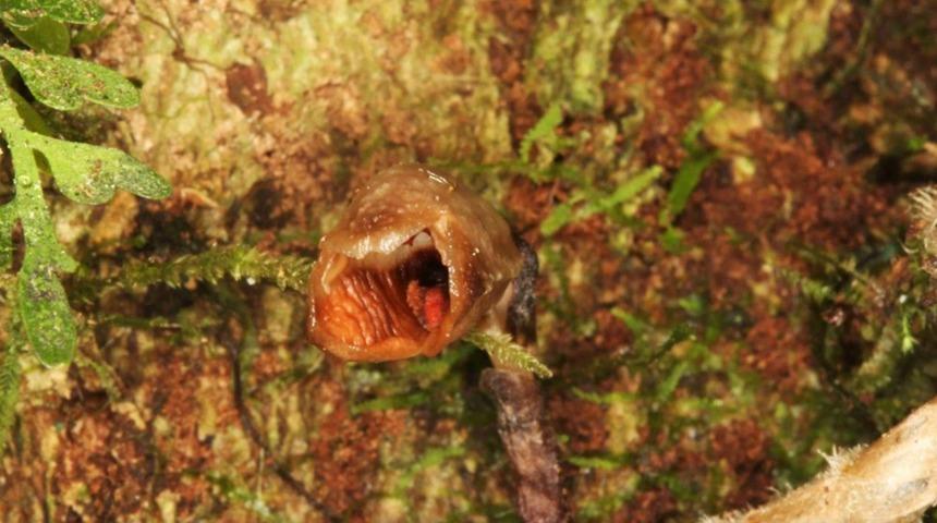 Dünyanın “en çirkin orkidesi” 2020’de yeni keşfedilen türler arasında