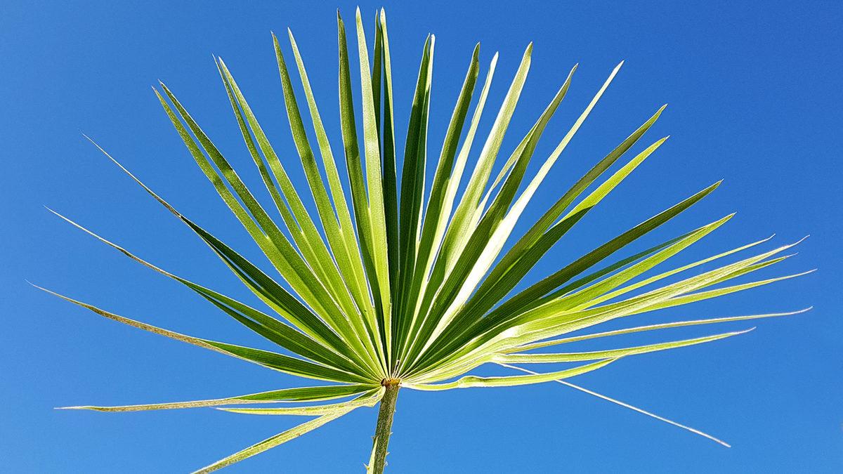 Forskelsbehandling Mig selv jurist Cüce palmiye nedir, faydaları neler? - Cüce palmiyenin yararları - Yaşam  Haberleri