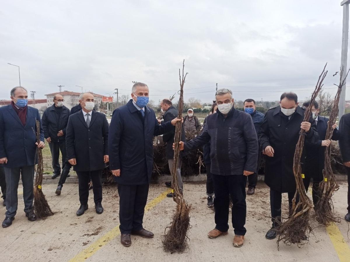 Bafra&rsquo;da &uuml;reticilere 2 bin 500 ceviz fidanı dağıtıldı