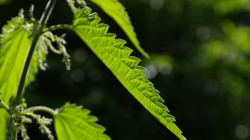 Isırgan otunun faydaları | Isırgan otu nelere iyi gelir? - Isırgan otunun yararları