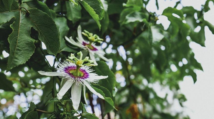 Çarkıfelek bitkisi nedir? Çarkıfelek otunun faydaları neler? - Çarkıfelek otu
