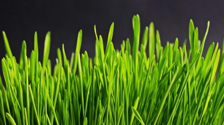 Buğday &ccedil;imi nasıl yapılır?