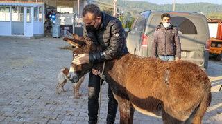 İşkence gören eşeğe Haluk Levent sahip çıktı! İzmir'de yeni yuvasına getirildi